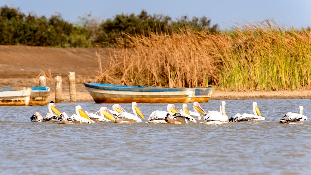 Le parc national des oiseaux de Djoudj…