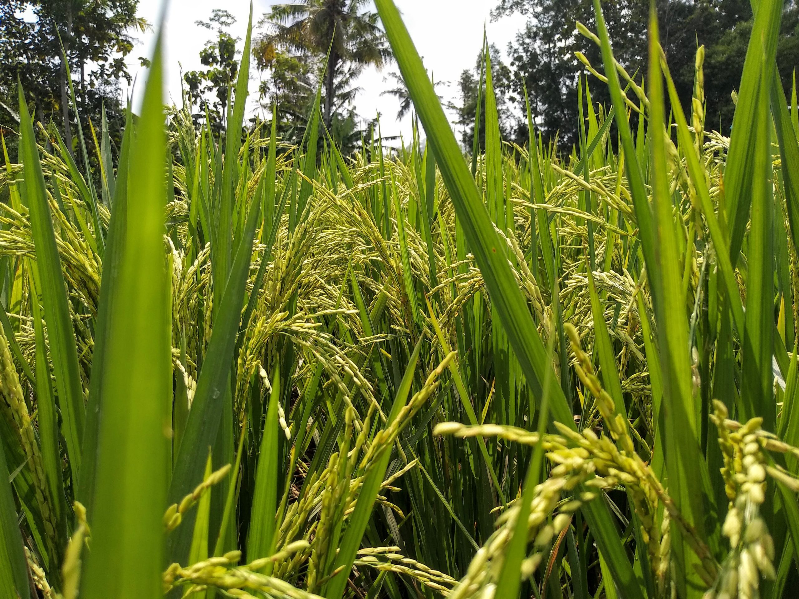 1 MILLIARD POUR LE DÉVELOPPEMENT DE LA CHAÎNE DE VALEURS RIZ