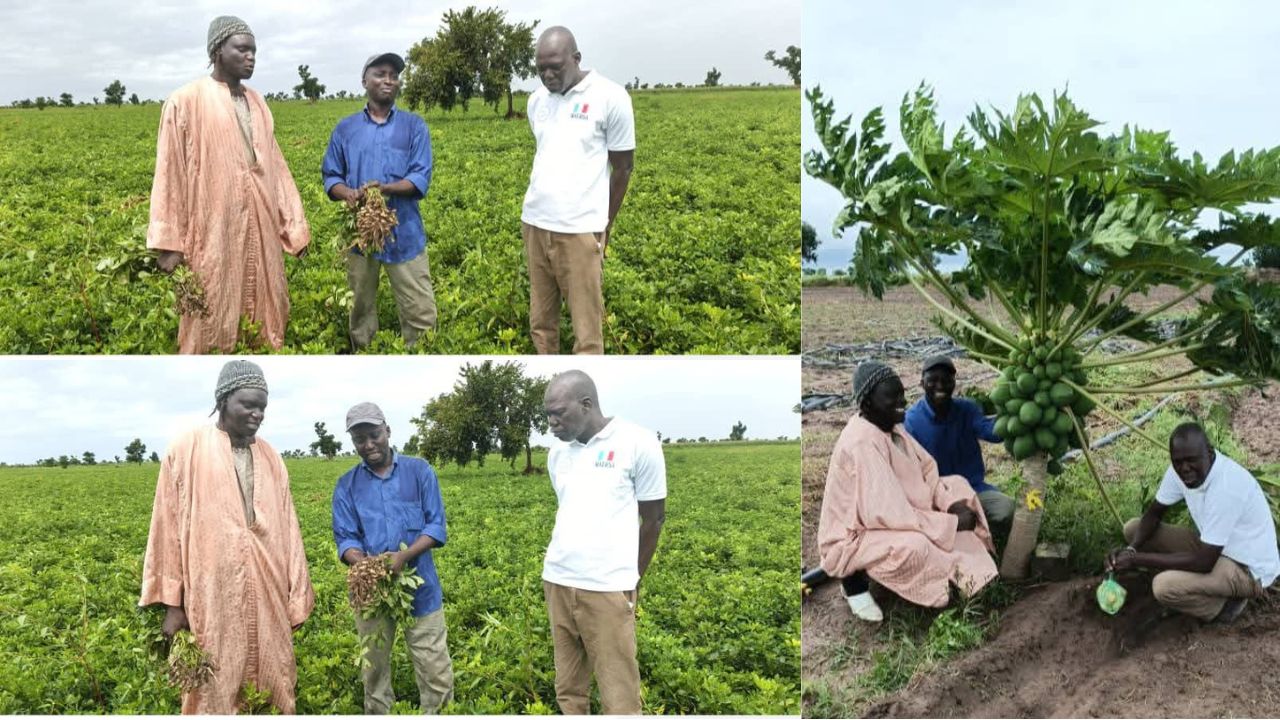 🌾 Koungheul – Agriculture et développement : Le DRDR de Kaffrine et le SDDR de Koungheul en visite chez Cheikh Moustapha Ndiaye à Maka Yop