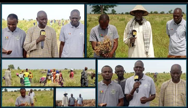 Reportage sur les champs d’arachide de Madiama Seck & El Hadji Saliou Seck de Touba Thieckene