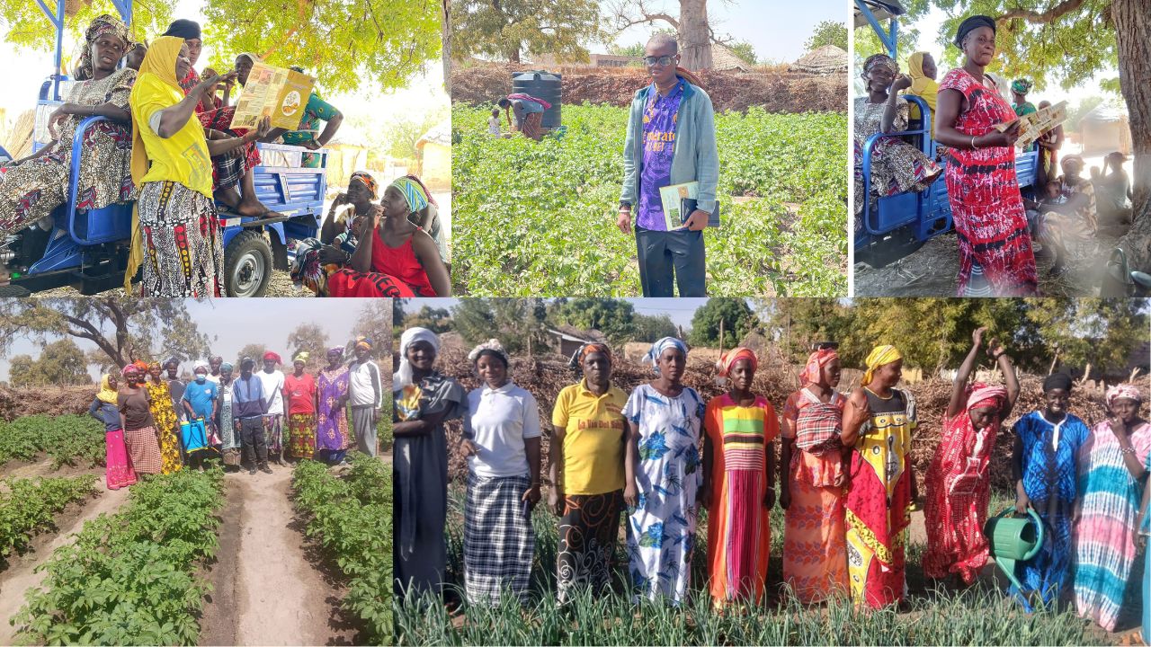 Saly Escale : des avancées encourageantes dans la production d’oignon et de pomme de terre