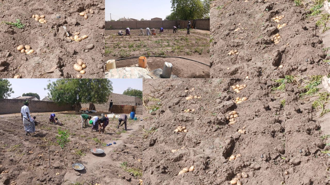 Maka Yop : une production encourageante issue du dispositif agricole « Gunge Mbay »