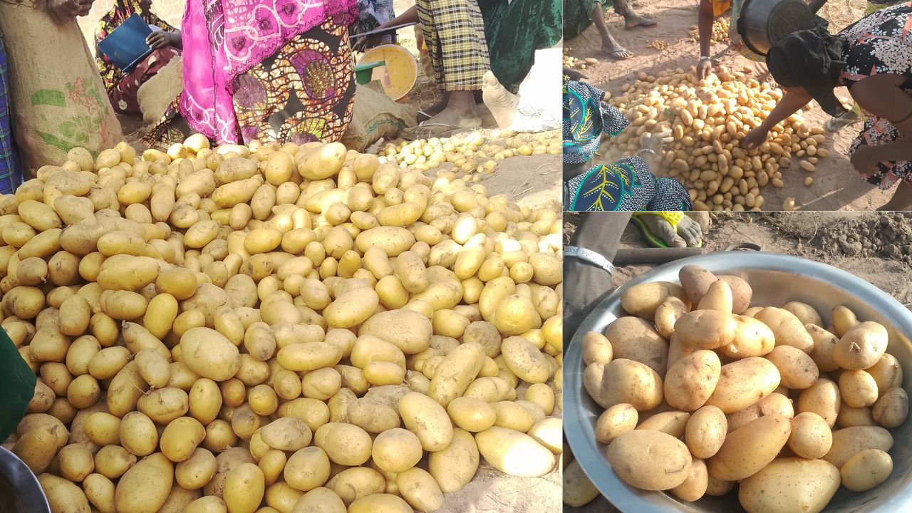 Missirah / Koungheul : le groupement FARLOU de Taïba Thiallène enregistre 590 kg de pommes de terre sur 380 m²