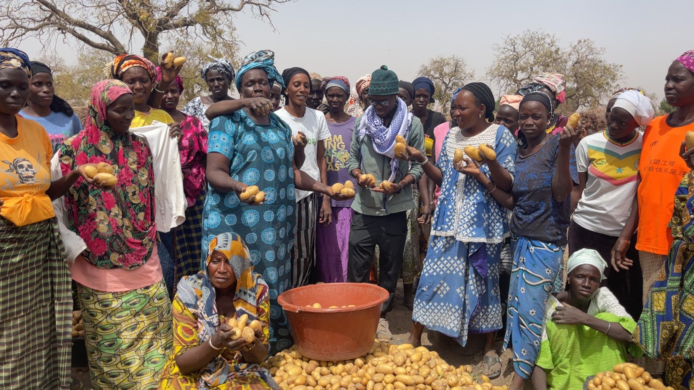 Saly Escale : une récolte prometteuse de pommes de terre par le groupement des femmes Diatta Kendéya