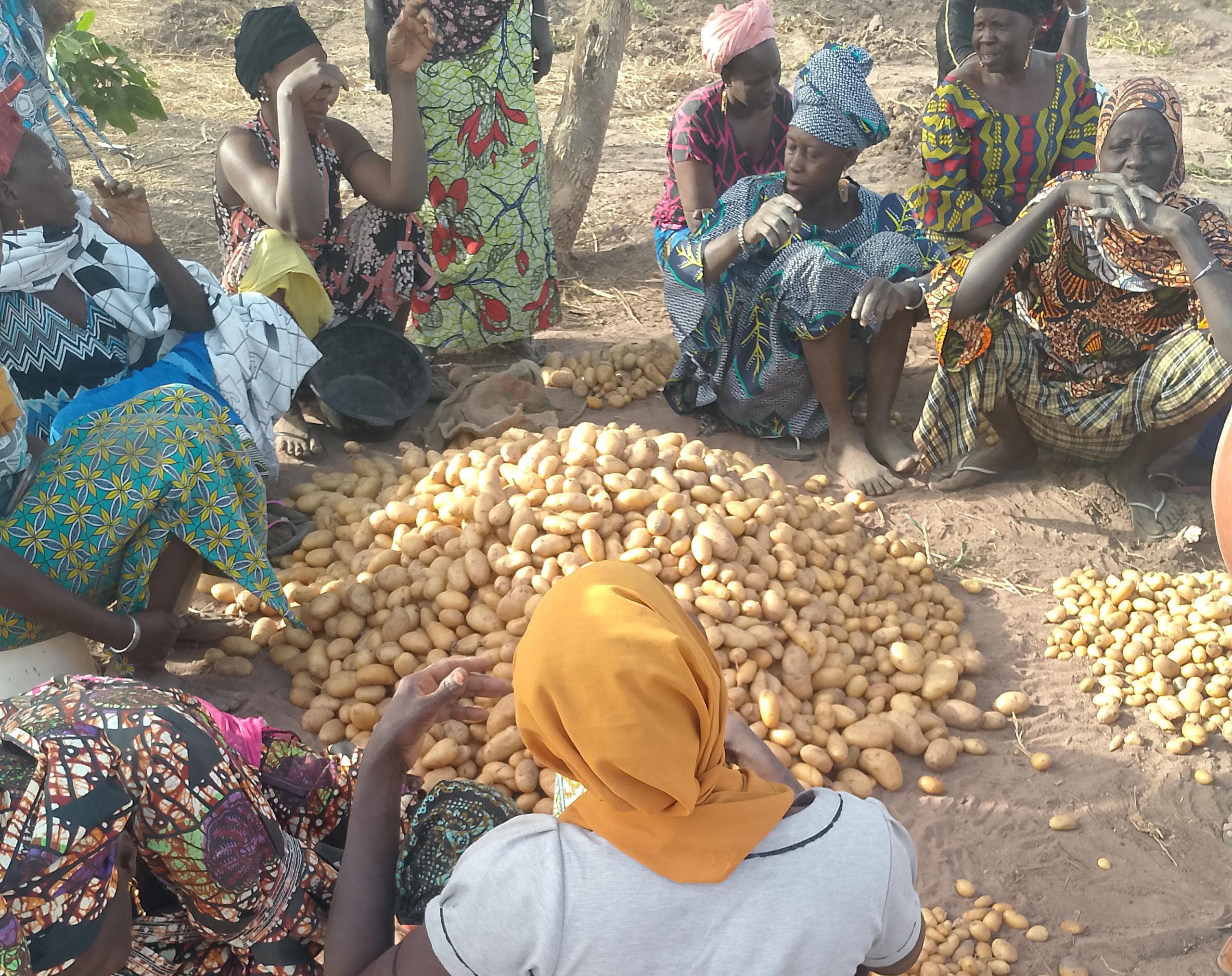 Missirah / Koungheul : 764 kg de pommes de terre récoltés au site du groupement AND DONE BÉNE de Médina Fass